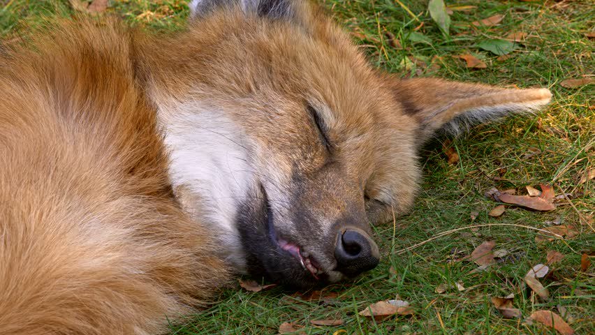 Picture of a maned wolf