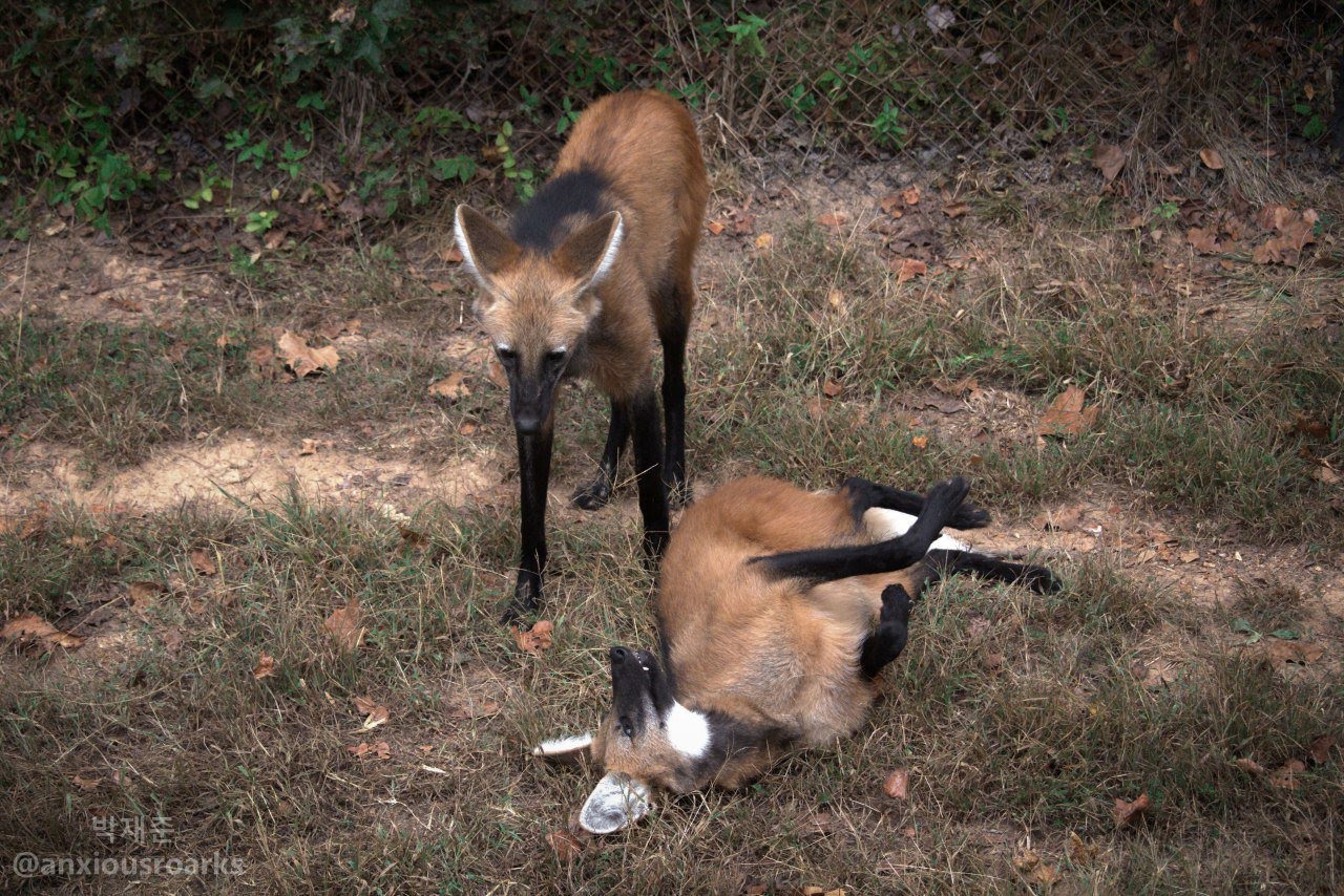 Picture of a maned wolf