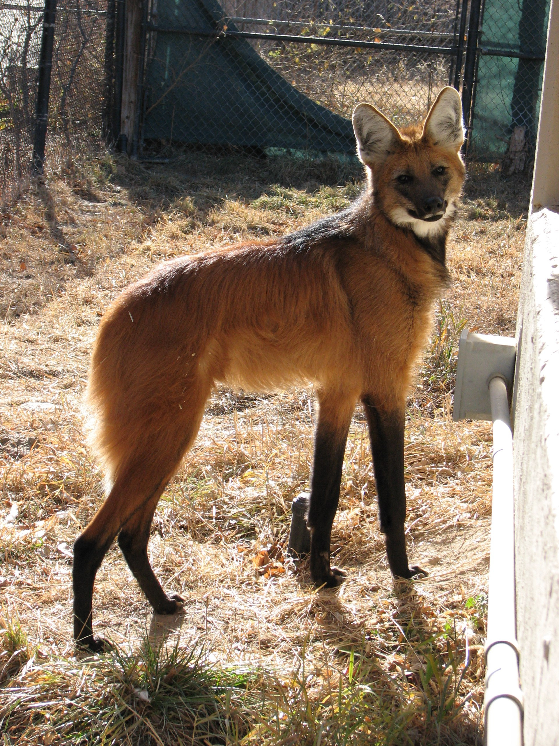 Picture of a maned wolf