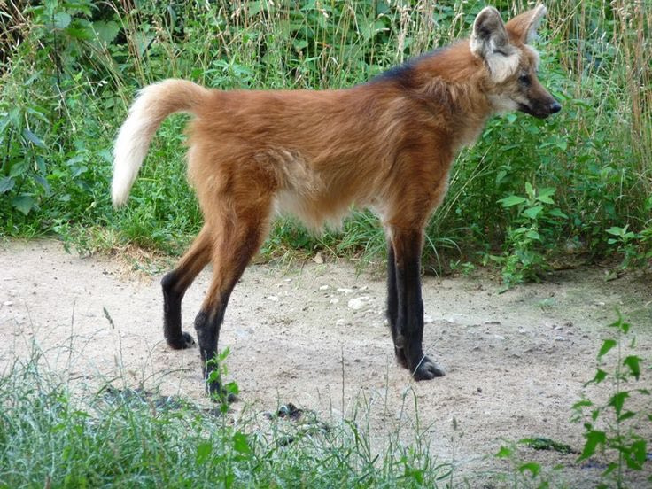 Picture of a maned wolf
