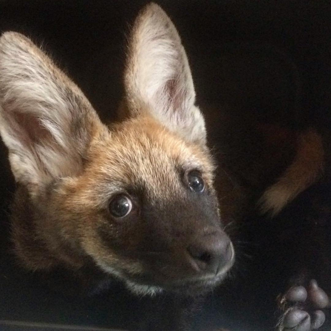 Picture of a maned wolf