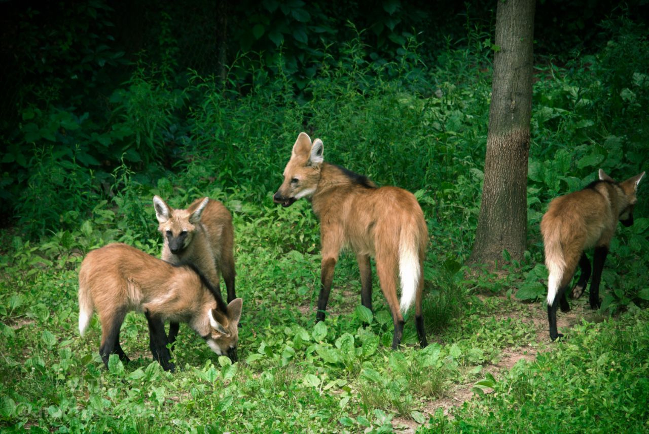 Picture of a maned wolf