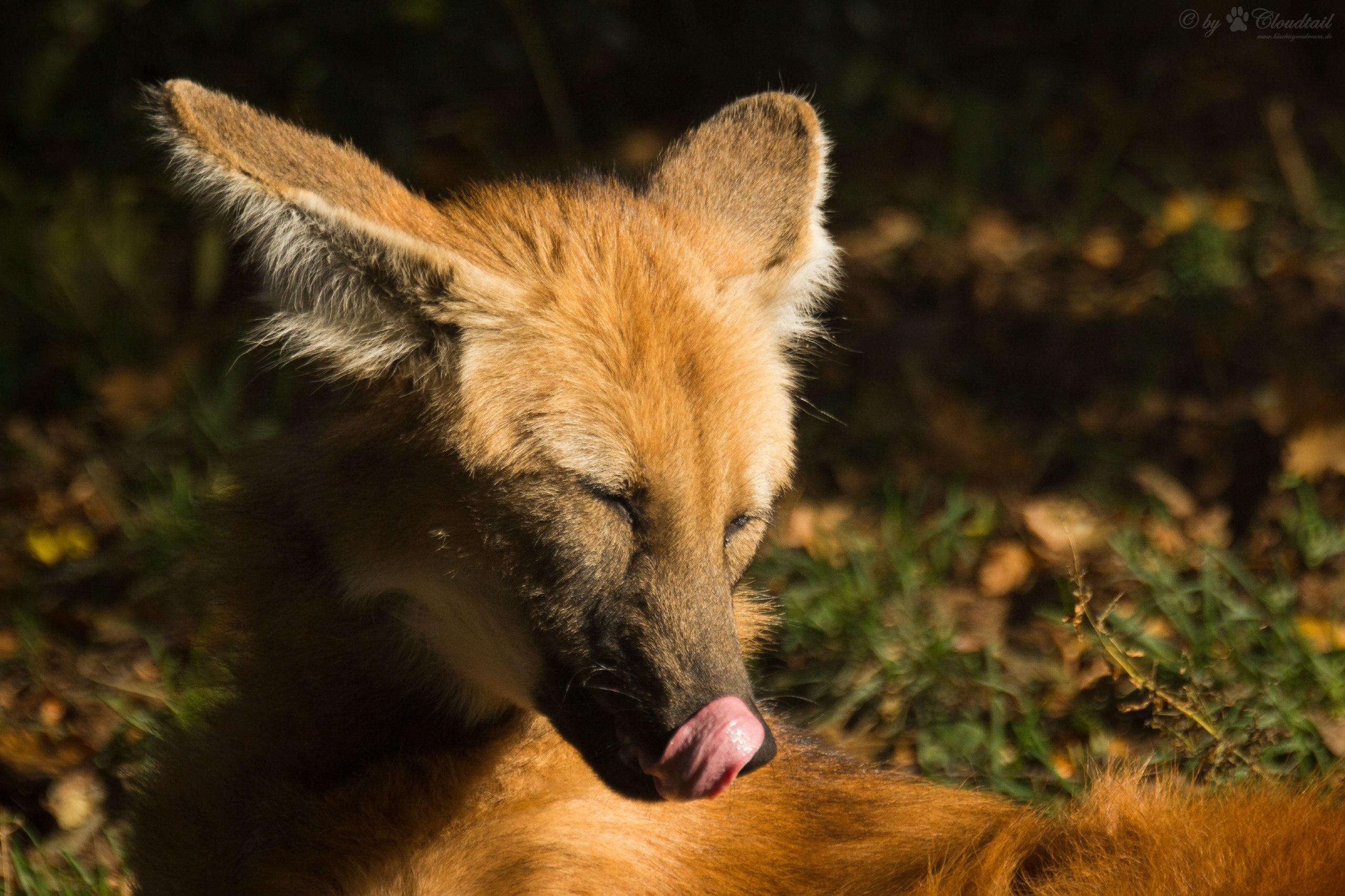Picture of a maned wolf