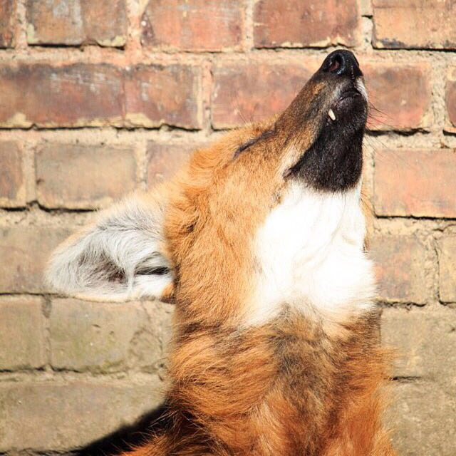 Picture of a maned wolf