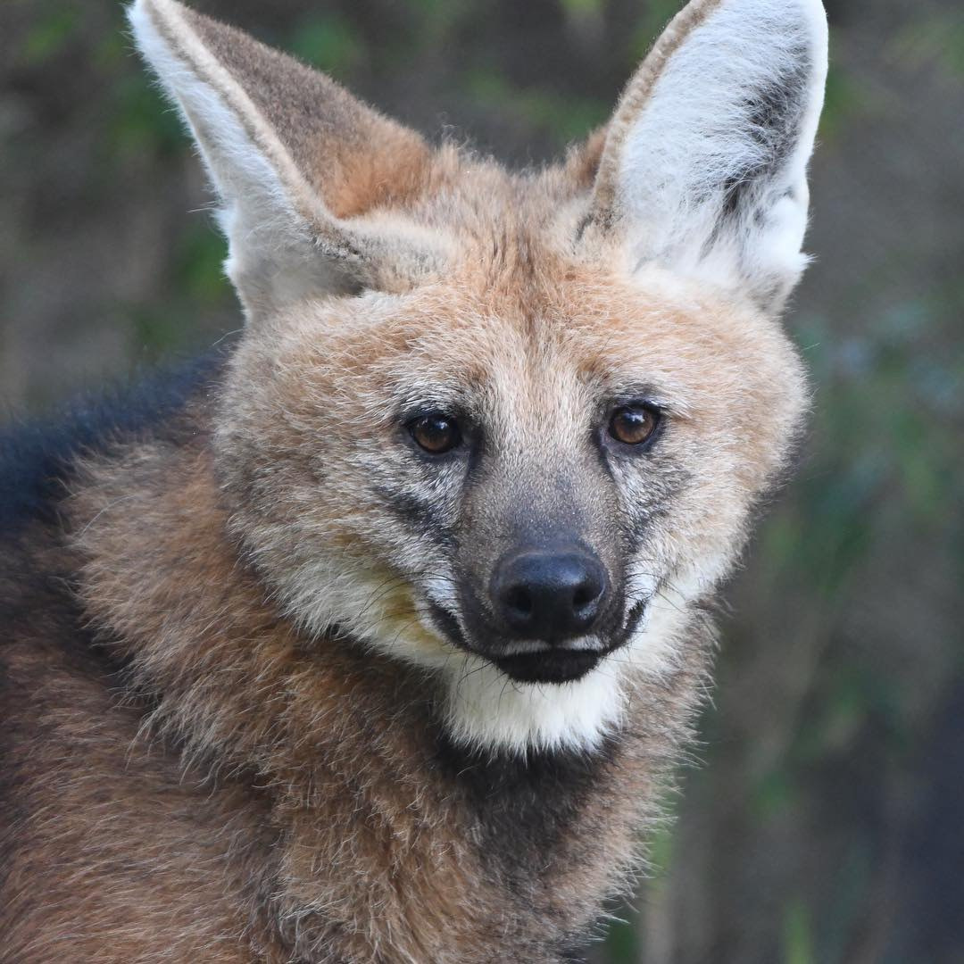 Picture of a maned wolf