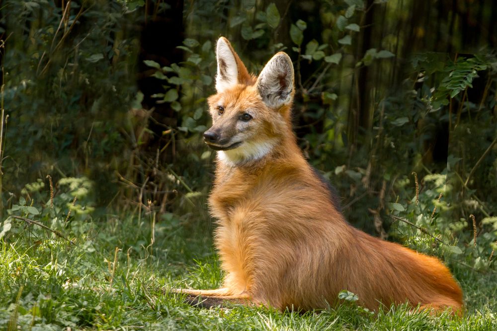 Picture of a maned wolf