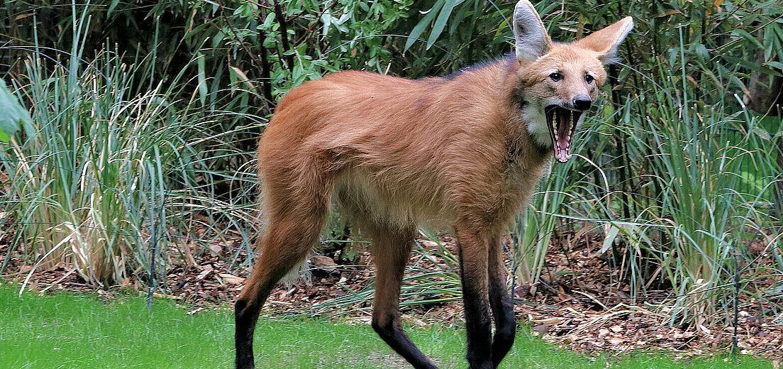 Picture of a maned wolf