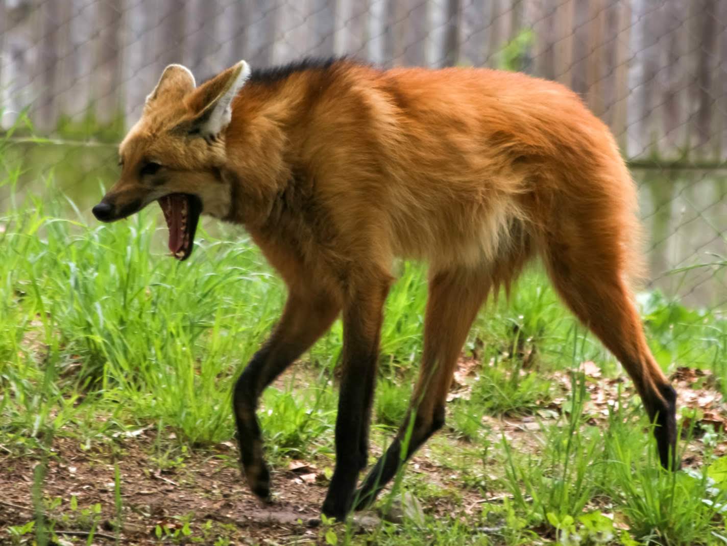 Picture of a maned wolf