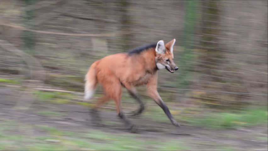 Picture of a maned wolf