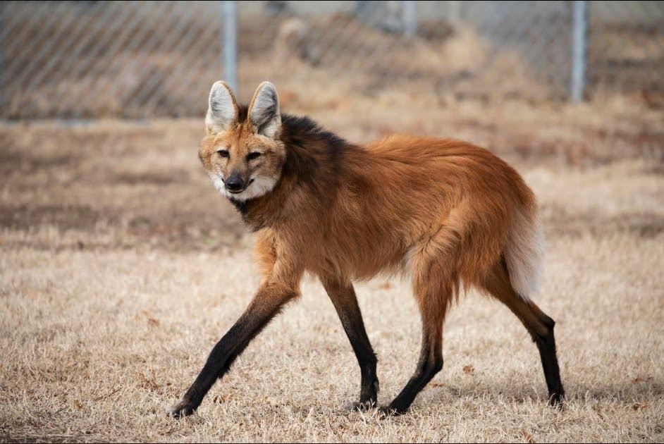 Picture of a maned wolf