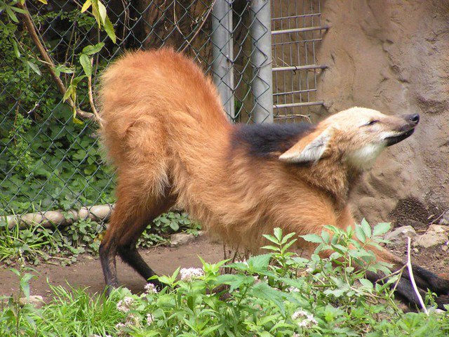 Picture of a maned wolf