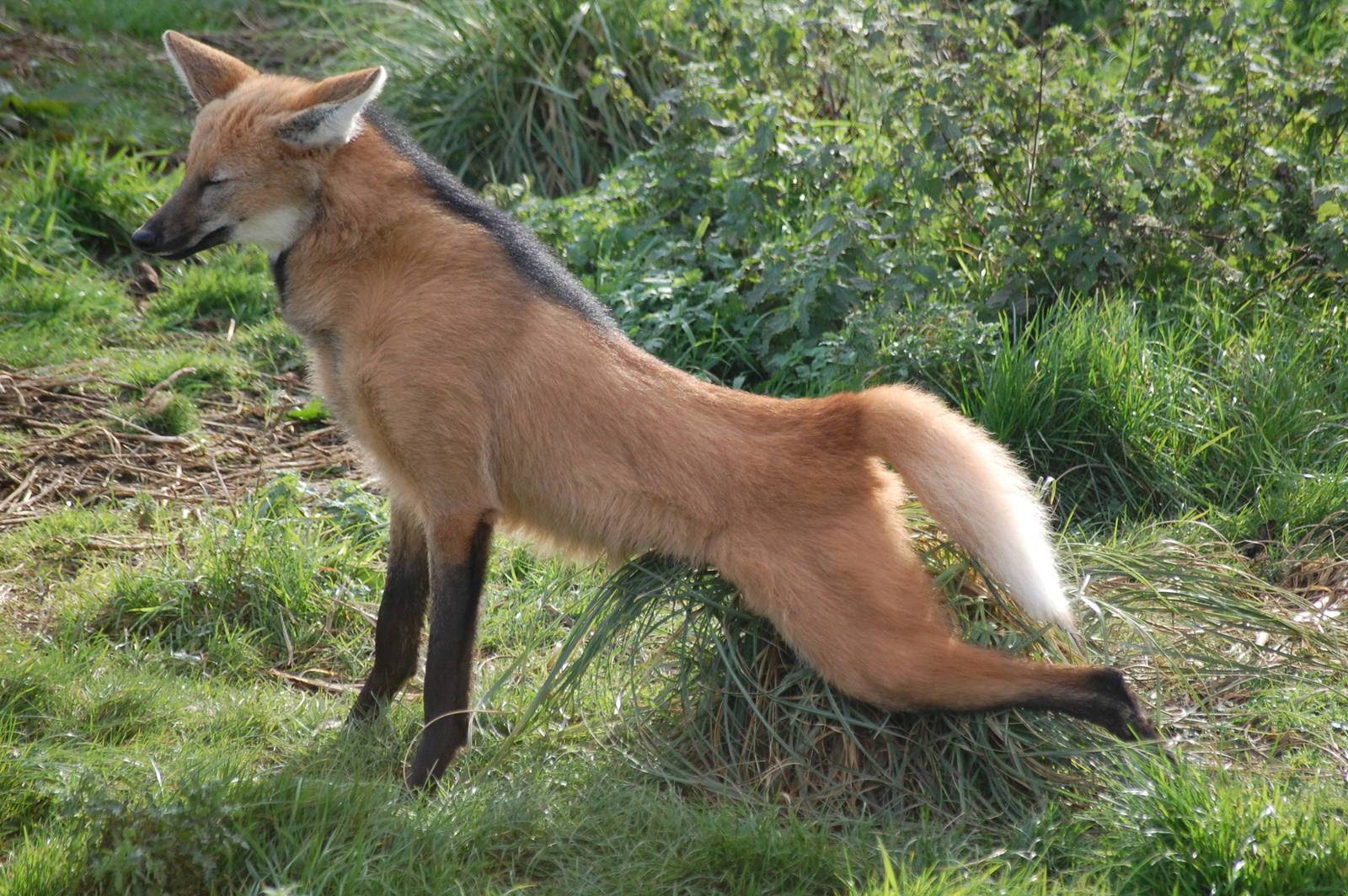 Picture of a maned wolf