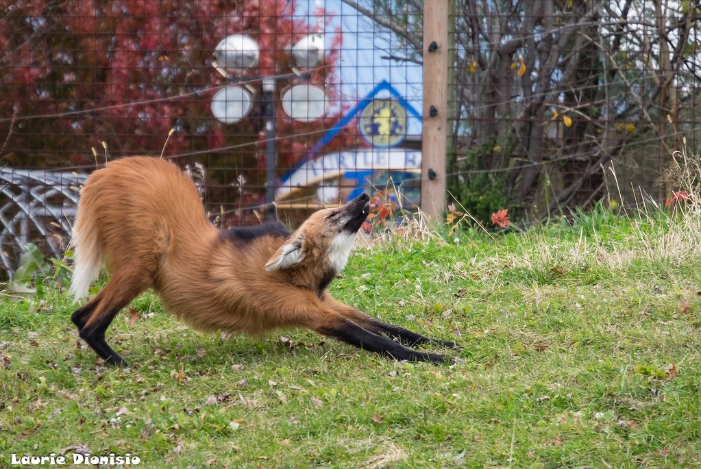 Picture of a maned wolf