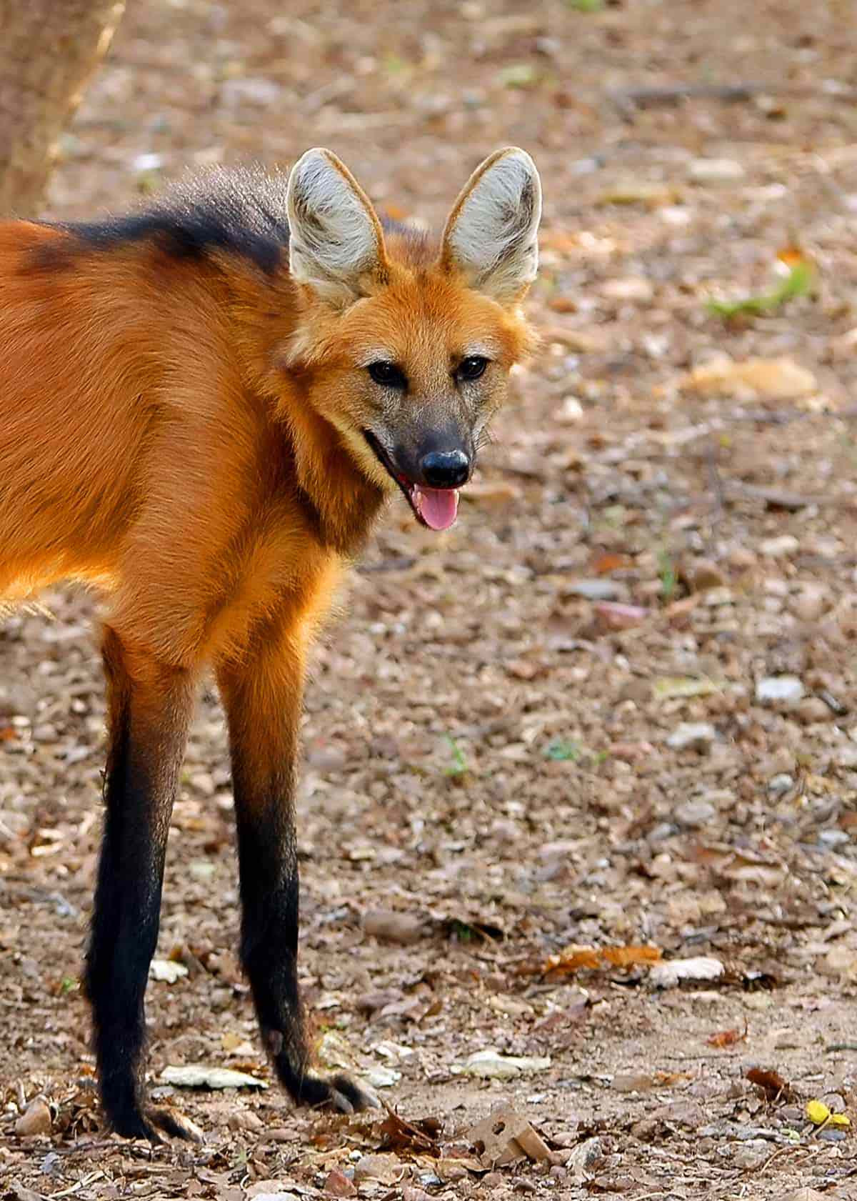 Picture of a maned wolf