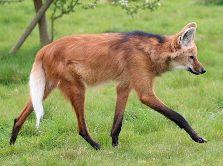 Picture of a maned wolf