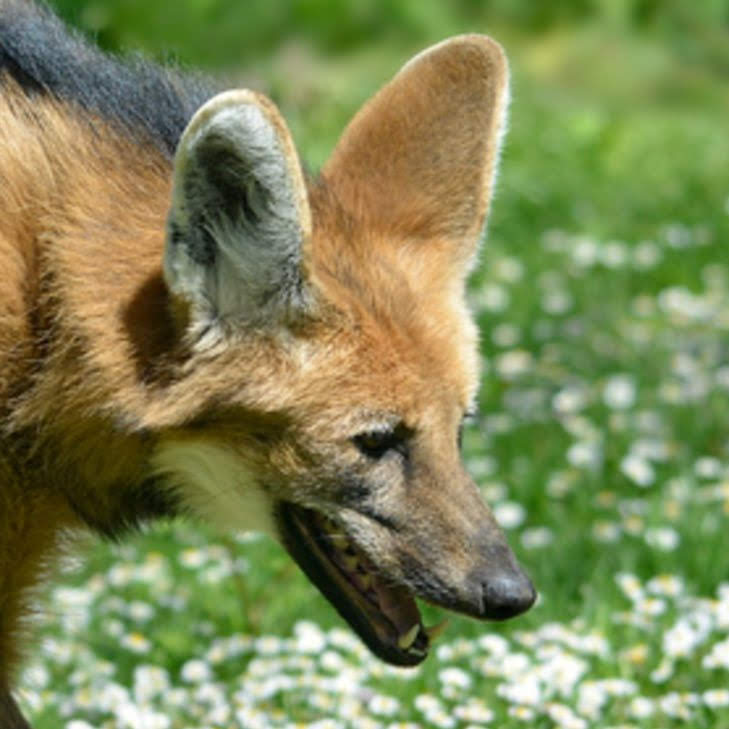 Picture of a maned wolf