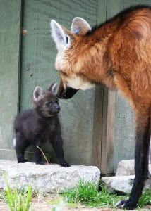 Picture of a maned wolf
